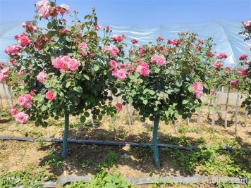 树状月季移栽最佳时间是什么时候？