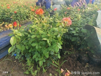 秋天绿化带适合移栽月季苗吗？