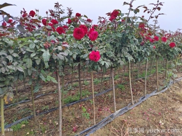 月季最新批发价格表,2025年10月月季网行情报价 月季最新批发价格表,2025年10月月季网行情报价