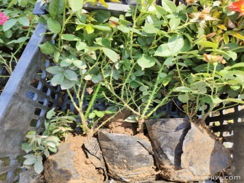 月季盆栽管护方法