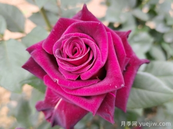 传统月季和现代月季的区别 传统月季和现代月季的区别