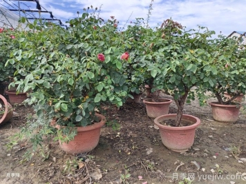 庭院种植月季冬季养护注意事项