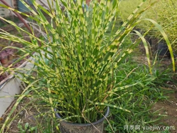 观赏草主要品种介绍