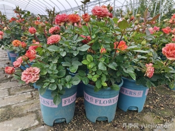 10月份月季养护办法和注意事项