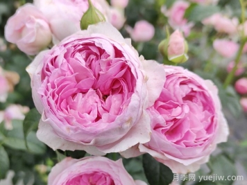 100种玫瑰品种科普