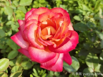 大花月季是否每个月都开呢？