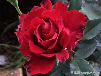 致敬芭芭拉月季/纪念芭芭拉月季