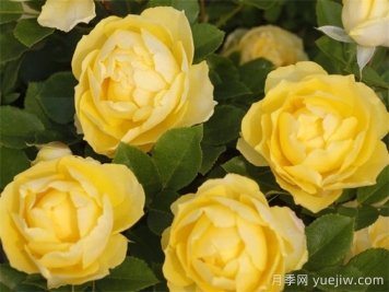 非常耐寒的5个月季品种，0度以上也能开花