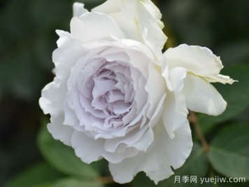 养了十年月季，只爱这5款经典欧月