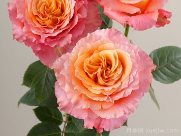 9种带香味的月季分享