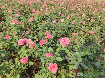 新手干货，月季施肥用什么肥如何用肥