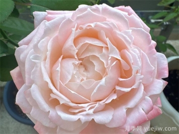 月季推荐：雪媚娘月季