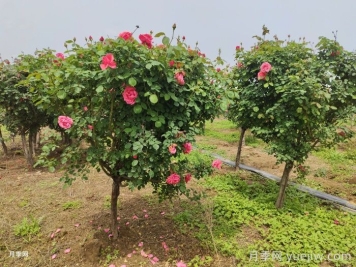 10月，城市园林的月季应该如何养护？  