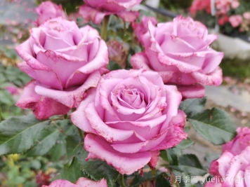 寒露与淮南花代——市花月季