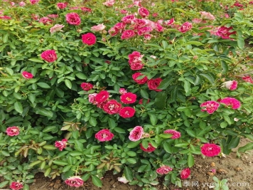 做好修剪，秋季苗木姿态越长越好