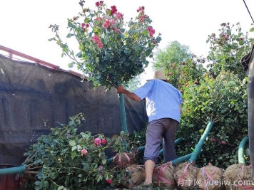 让园林植物移栽后快速生根，要做什么事？