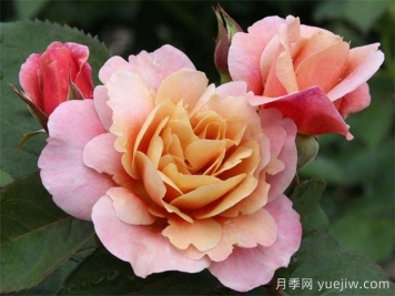 遥远的鼓声月季，从古铜到紫粉的魔术