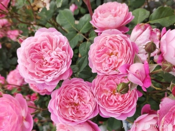 你嫌弃月季，是不是因为这4个缺点？