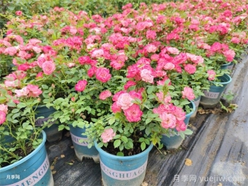 月季秋剪，错剪枝条，今年难见秋花