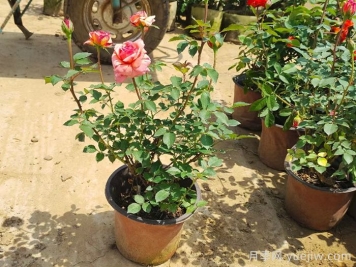 两种技巧能使盆栽月季过冬季