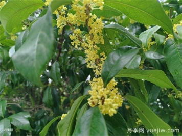 桂花树矮化三个简单方法