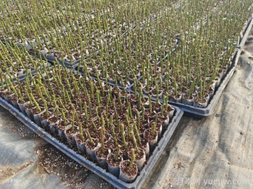 月季冬季无根嫁接扦插育苗技术