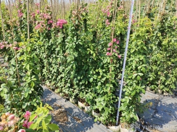 切花月季白粉病防治措施