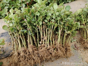 盆栽月季的栽培技术及其病虫害防治