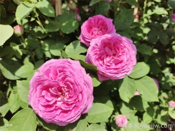 南京市花是什么？南京适合种月季吗？