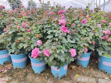 养活盆栽花卉的定根水浇法