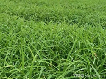 萱草的品种特性与园林应用配置价值