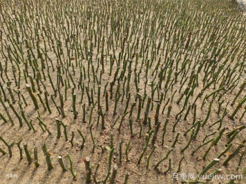 月季花扦插育苗技术要点