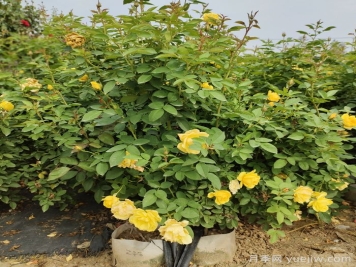 让月季连续开花的方法