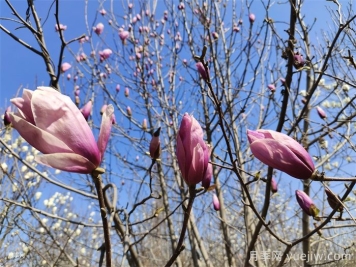 玉兰花虫害防治措施