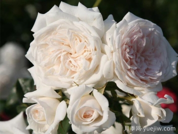 蜜月月季/香草月季