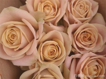 卡布奇诺月季/卡布奇诺玫瑰(新西兰)