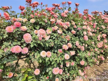 如何让您的月季花园繁华似锦？