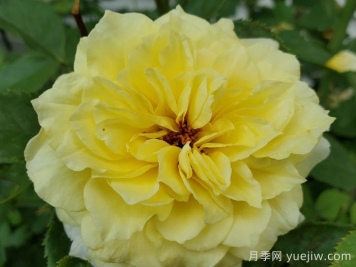 太阳火焰月季Sun Flare