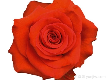 橙色碗月季/修行者Orange Bowl