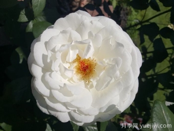 糖月亮月季/糖果月亮