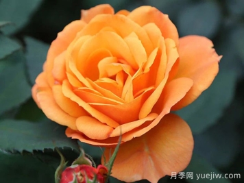 一诺千金月季/好如黄金/黄金美味