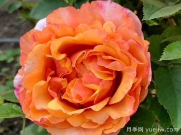 永远的艾帕索月季