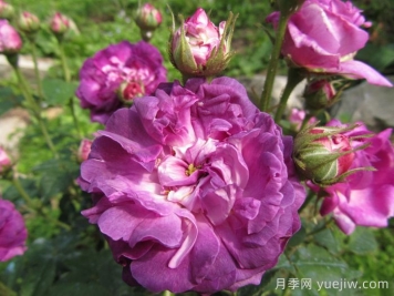 克雷西美人月季/流星/克雷西美女