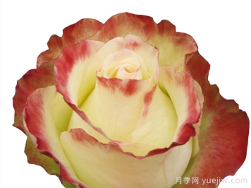 阿巴德月季(复色)