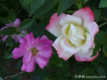 阿道夫科尔平的回忆月季