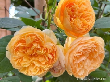 阳光使者月季/给我阳光