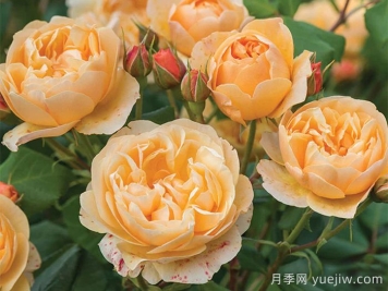 罗尔德达尔月季