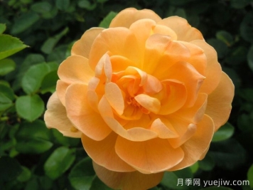 云雀高飞月季/云雀升腾