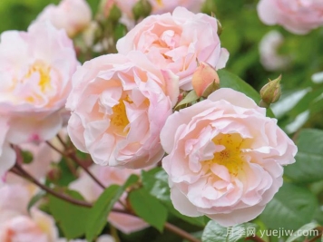 湖中仙女月季/莱克夫人月季/湖中女郎