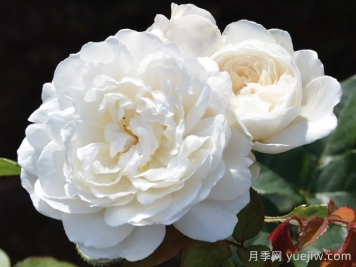 威廉和凯瑟琳月季